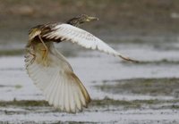 Chinese Pond Heron. Boon Tsagaan Nuur, June 2007