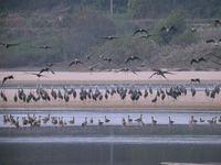 흑두루미 Grus monacha | hooded crane