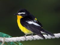 흰눈썹황금새 Ficedula zanthopygia | tricolor flycatcher