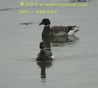 흑기러기 Brent Goose