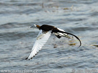 Pheasant-tailed Jacana (Hydrophasianus chirurgus)