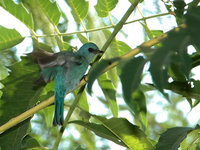 Eumyias thalassinus - Verditer Flycatcher - Adult