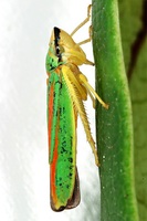 Graphocephala fennahi