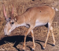 Saiga Antelope (Saiga tatarica)