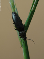 Hemicrepidius niger