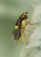 Thaumatomyia glabra