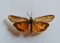 Spiris striata - Feathered Footman