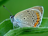 Lycaena alciphron - Purple-shot Copper