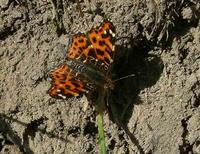 Araschnia levana levana - Map Butterfly