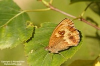 Pyronia tithonus - Gatekeeper