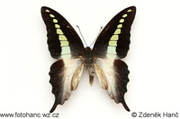 Graphium codrus medon