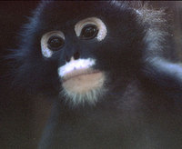 Spectacled langur (Trachypithecus obscurus)