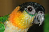 Black-Headed Caique (Pionites melanocephala)