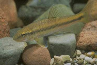 Nocomis micropogon, River chub: