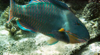 Cetoscarus bicolor, Bicolour parrotfish: fisheries, aquarium