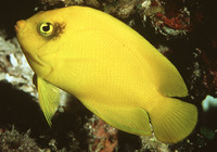 Centropyge heraldi, Yellow angelfish: aquarium
