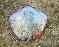 Himantura undulata, Leopard whipray: fisheries