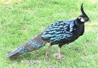 Palawan Peacock-Pheasant Polyplectron emphanum