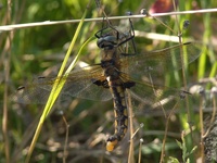 Epitheca bimaculata