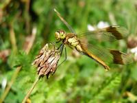 Sympetrum pedemontanum