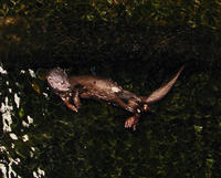 Image of: Hydrictis maculicollis (spotted-necked otter)