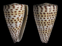 Conus eburneus