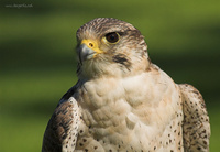 Falco cherrug cherrug
