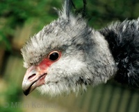 Chauna torquata - Southern Screamer