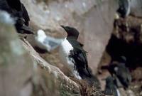 Uria lomvia - Brünnich's Guillemot