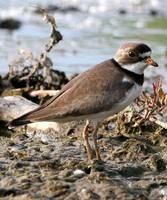 Charadrius semipalmatus - Semipalmated Plover