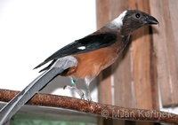 Dendrocitta occipitalis - Sunda Treepie