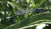 Image of: Enallagma