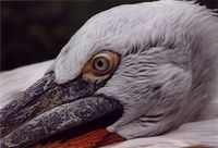 Pelecanus crispus - Dalmatian Pelican