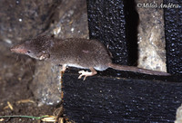 Crocidura suaveolens - Lesser Shrew