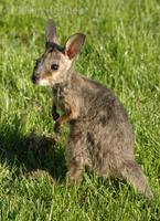 Macropus eugenii - Tammar Wallaby