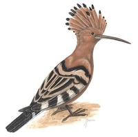 Image of: Upupa epops (Eurasian hoopoe)