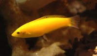 Halichoeres chrysus - Canary Wrasse