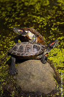 Image of: Trachemys scripta (common slider)