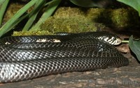 Naja melanoleuca - Black Forest Cobra