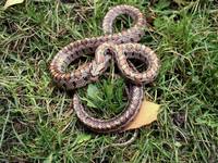 Zamenis situla - Leopard Snake