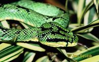 Trimeresurus trigonocephalus