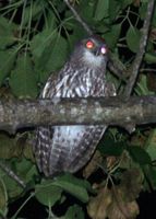 Southern Boobook - Ninox boobook