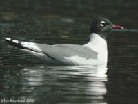 Franklin's Gull - Larus pipixcan