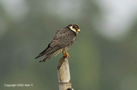 Amur Falcon - Falco amurensis