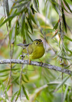 Golden-spectacled Warbler - Seicercus burkii