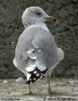 Ring-billed Gull - Larus delawarensis