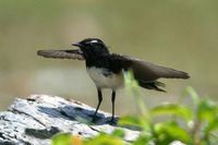 Willie Wagtail