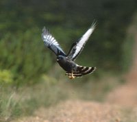 Black Harrier - Circus maurus