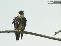 Orange-breasted Falcon - Falco deiroleucus