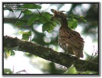 Hazel Grouse - Bonasa bonasia